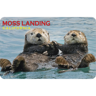 Moss Landing  CA   Sea Otters Sticker