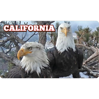 California Eagle Photo Sticker